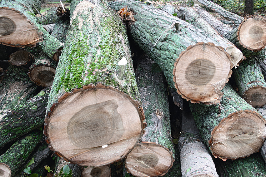 Holzfaserplatten