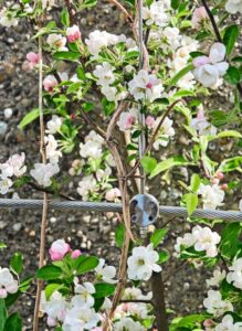 An den Wänden wachsen Kletterpflanzen an Rankstrukturen von Jakob Rope Systems heran. Fotos: Jakob Rope Systems